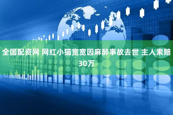 全国配资网 网红小猫宽宽因麻醉事故去世 主人索赔30万